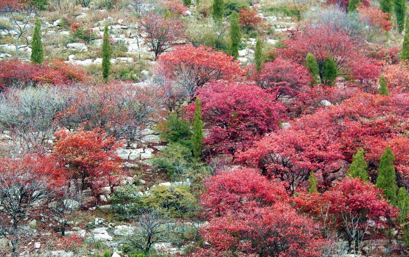 山东石门坊枫叶风景图片(19张)