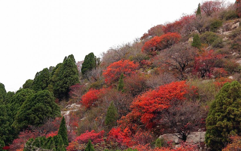 山东石门坊枫叶风景图片(19张)