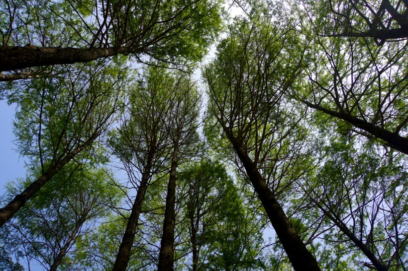 河南鹿邑太清宫风景图片(23张)