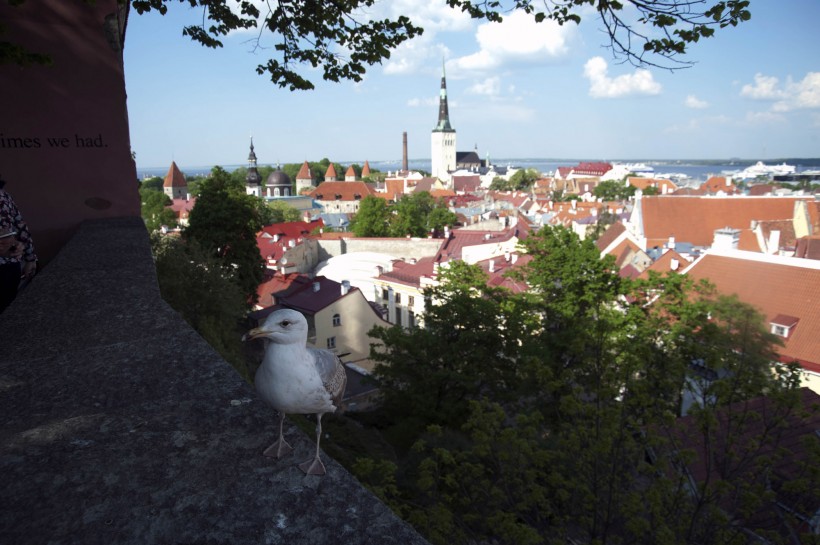 爱沙尼亚首都塔林风景图片(14张)
