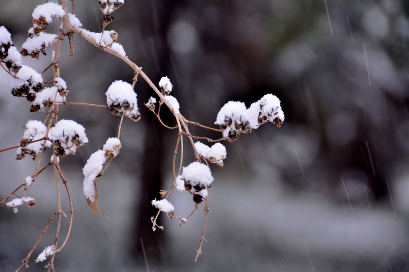 雪中陶然亭公园图片(11张)