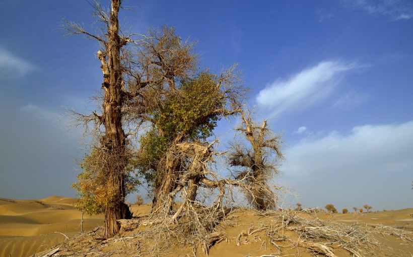 新疆塔里木沙漠公路旁的胡杨树图片(8张)