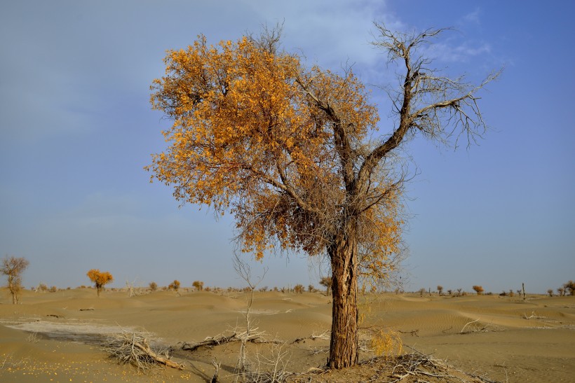 新疆塔里木沙漠公路旁的胡杨树图片(8张)