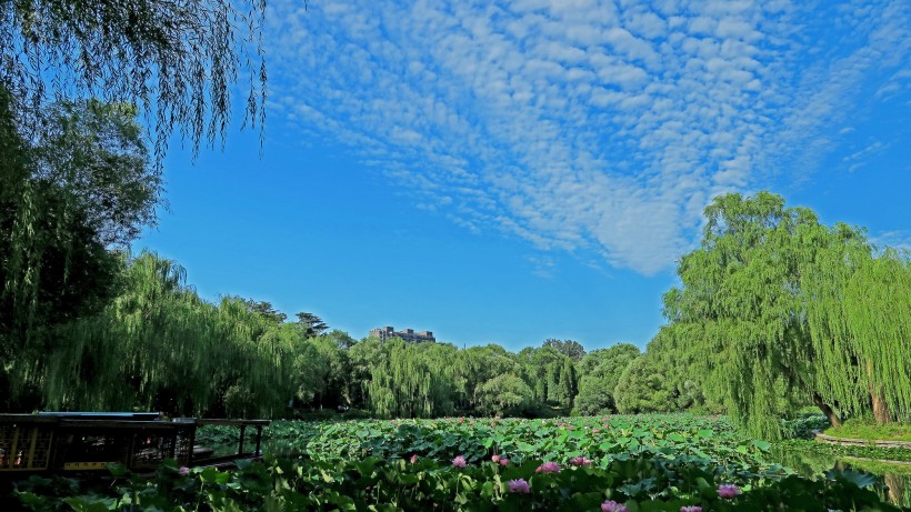 北京紫竹院公园风景图片(12张)
