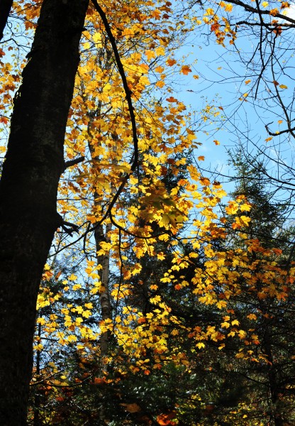 美国佛蒙特州秋景图片(9张)