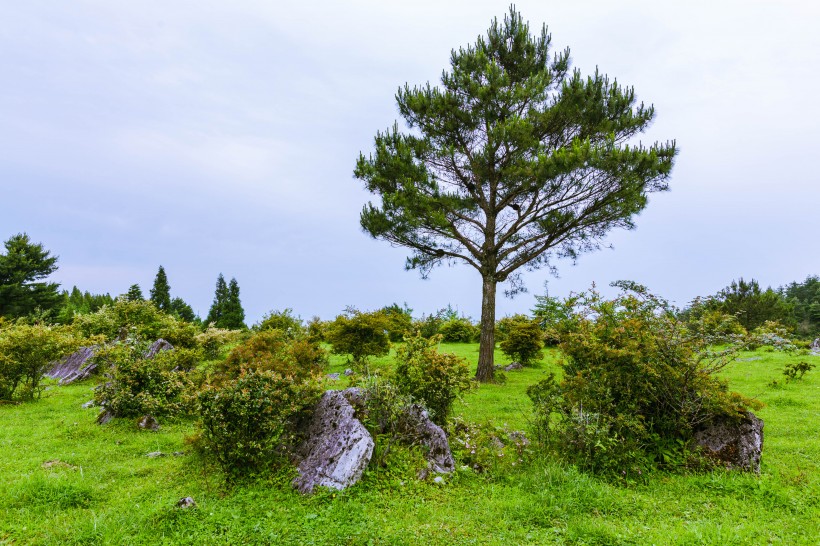 重庆千野草场风景图片(22张)