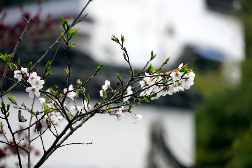 江西婺源油菜花风景图片(9张)