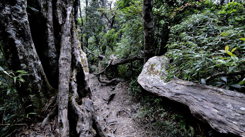 海南五指山原始森林风景图片(16张)