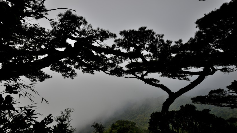 海南五指山原始森林风景图片(16张)