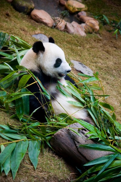 香港海洋公园风景图片(46张)