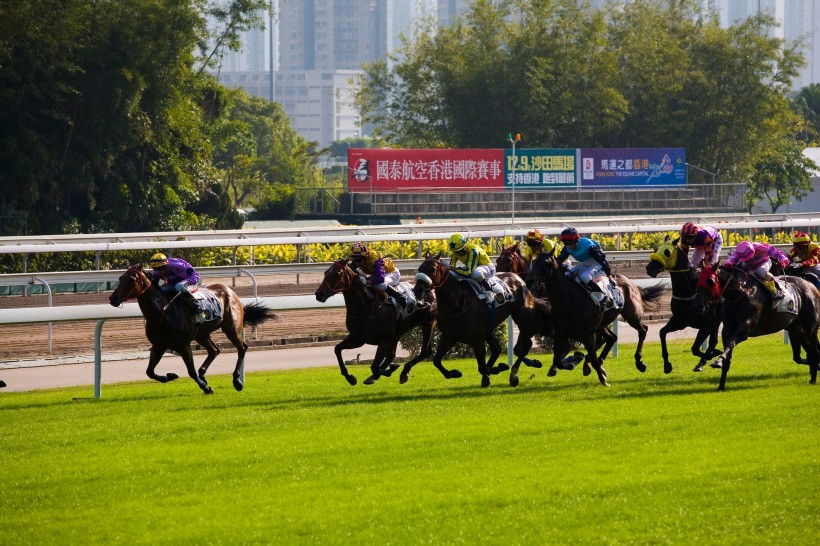 香港沙田赛马场图片(20张)