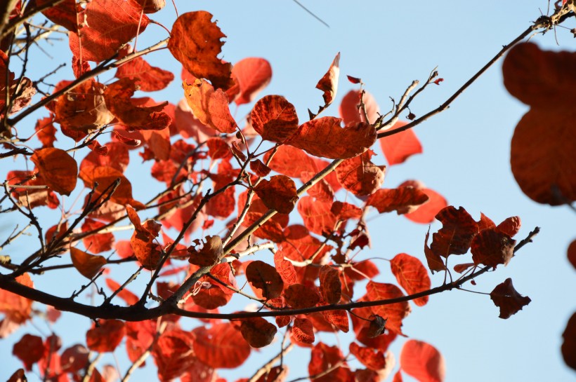 大自然的馈赠北京香山红叶风景图片(13张)