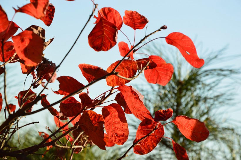 大自然的馈赠北京香山红叶风景图片(13张)