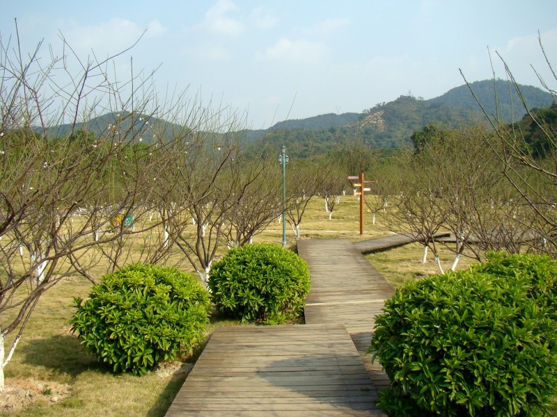 广东广州罗岗香雪公园风景图片(17张)