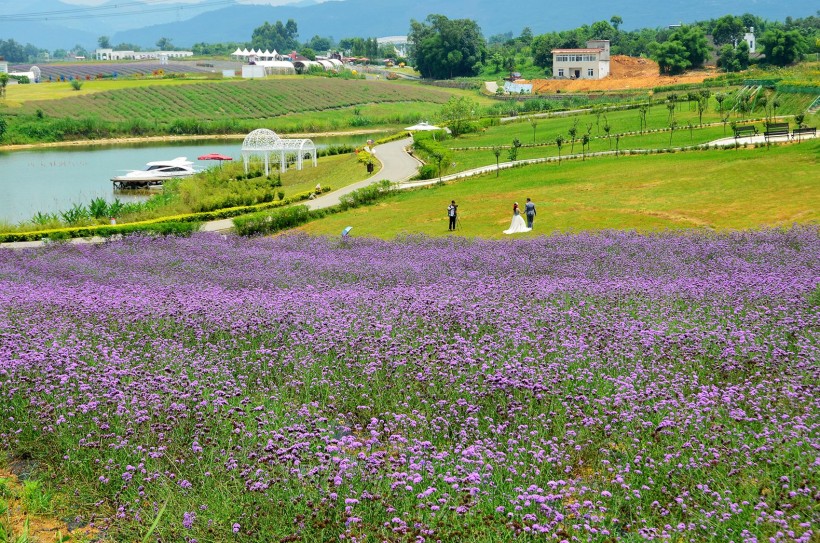 四川成都香薰山谷风景图片(15张)