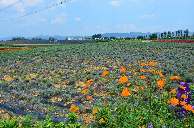 四川成都香薰山谷风景图片(15张)