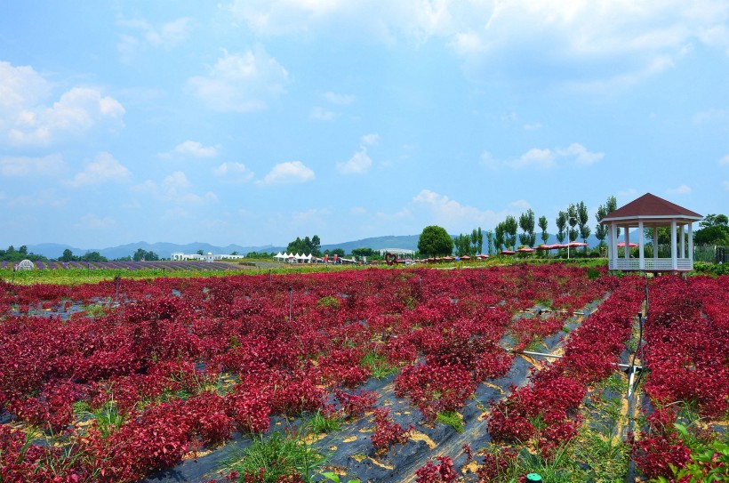 四川成都香薰山谷风景图片(15张)