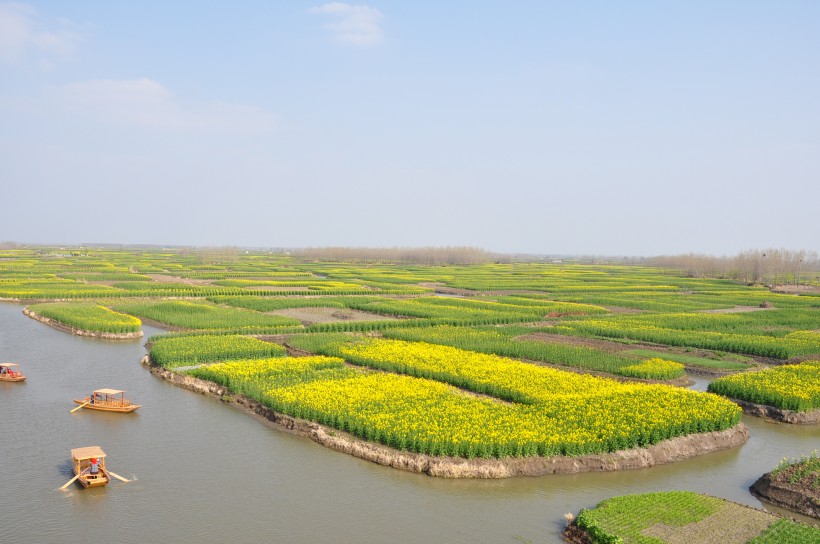 江苏兴化油菜花海风景图片(22张)