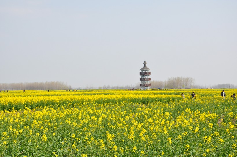 江苏兴化油菜花海风景图片(22张)