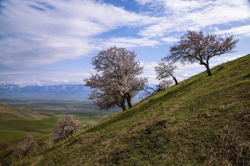 新疆新源野杏林风景图片(16张)