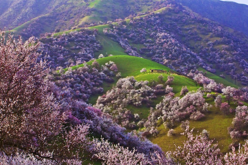 新疆新源野杏林风景图片(12张)