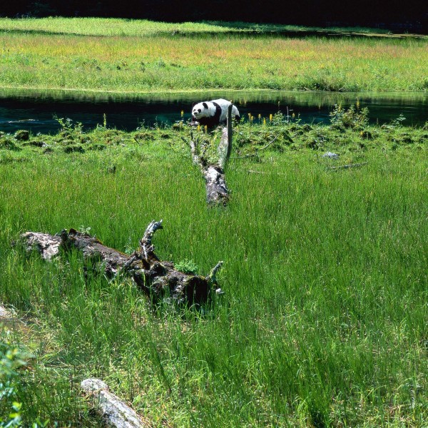 四川卧龙熊猫自然保护区图片(8张)