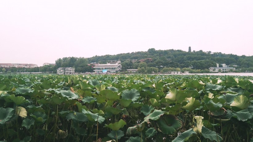 江苏南京玄武湖风景图片(11张)