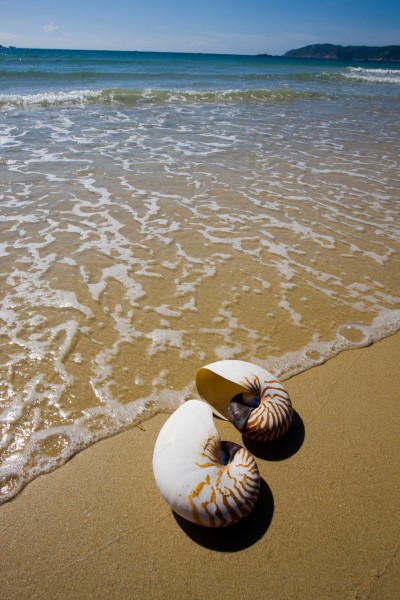 三亚亚龙湾贝壳图片(9张)