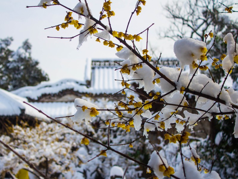 扬州雪景图片(15张)