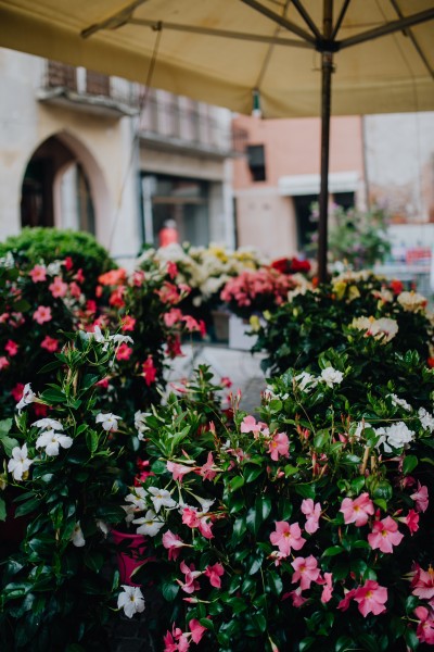 意大利的花店图片(12张)