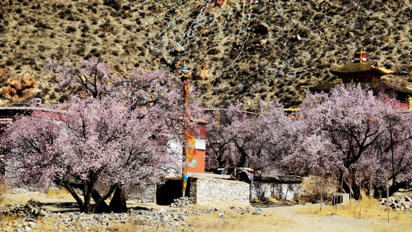 西藏雍仲林寺风景图片(10张)