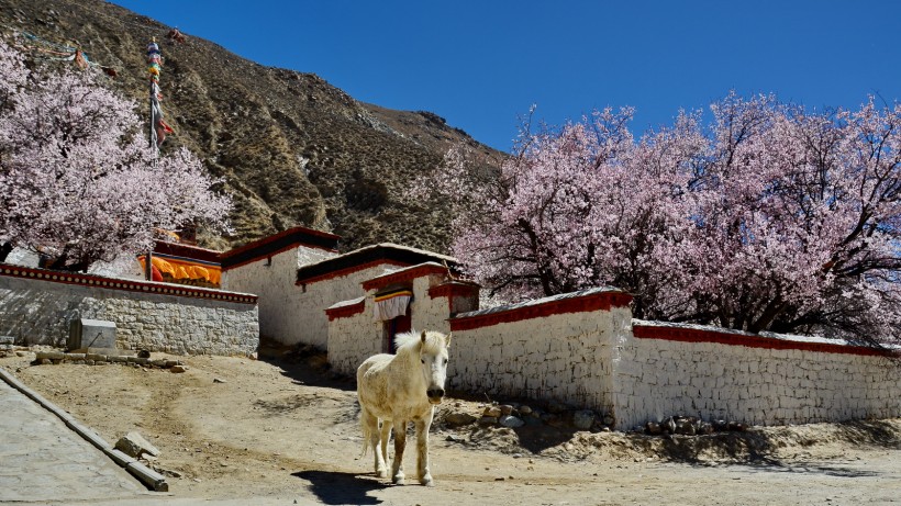 西藏雍仲林寺风景图片(10张)