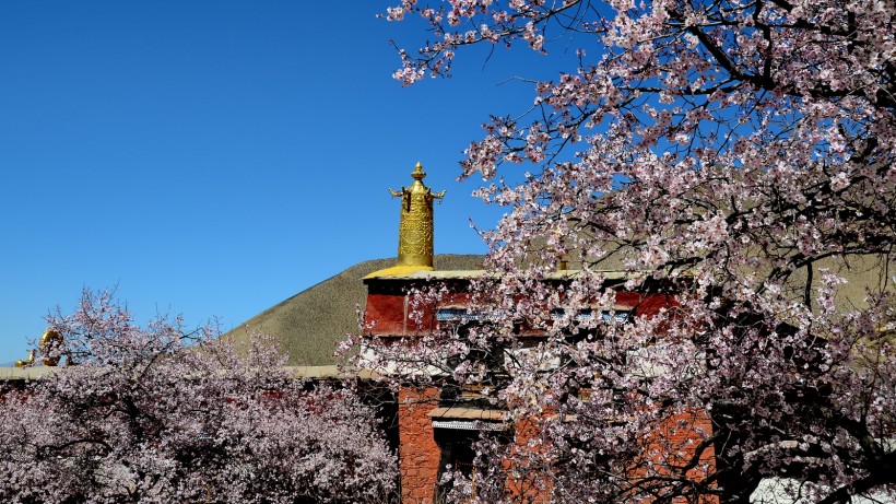 西藏雍仲林寺风景图片(10张)