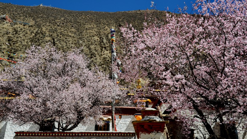 西藏雍仲林寺风景图片(10张)