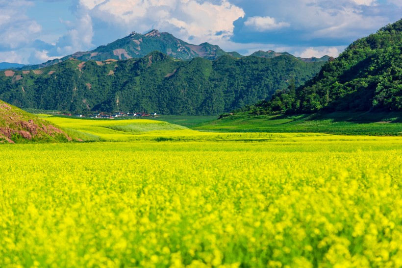 四川崇州油菜花风景图片(5张)