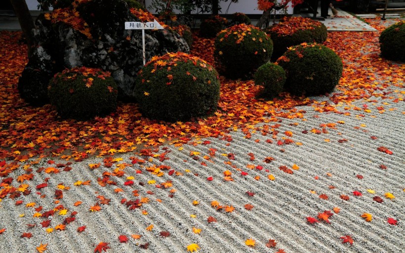 京都圆光寺图片(22张)