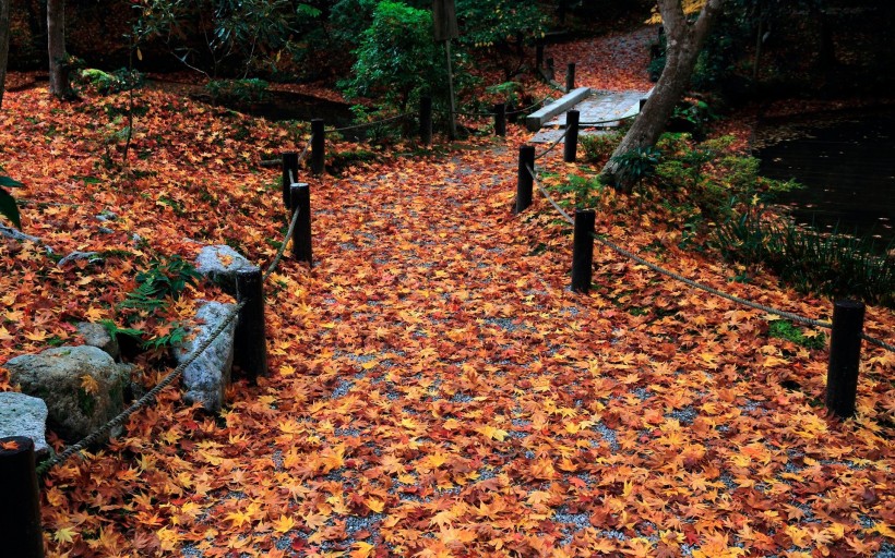 京都圆光寺图片(22张)