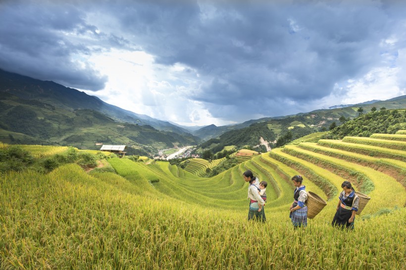 越南稻田风景图片(9张)