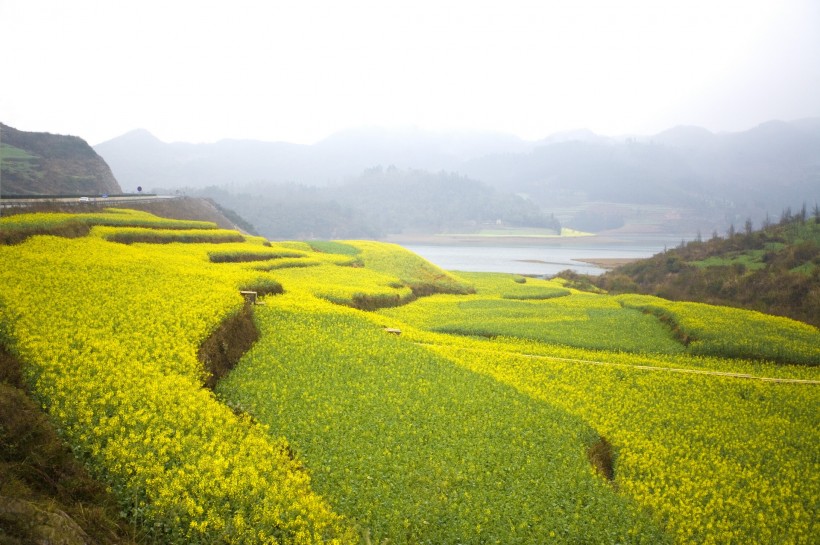 云南罗平油菜花田图片(49张)