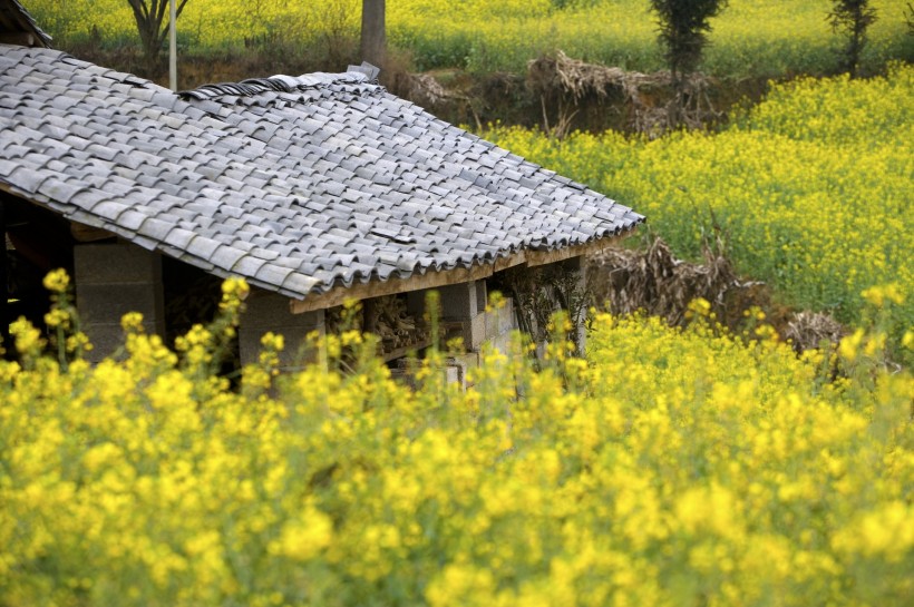 云南罗平油菜花田图片(49张)