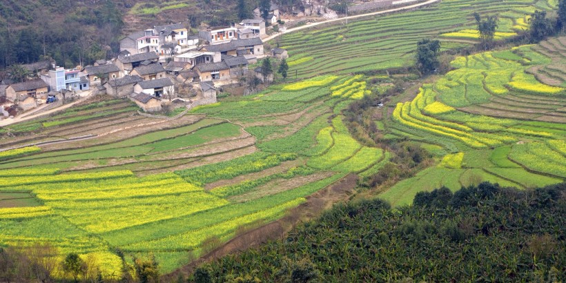 云南罗平油菜花田图片(49张)