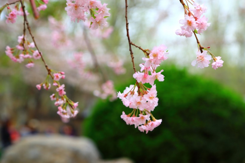 北京玉渊潭公园樱花风景图片(11张)