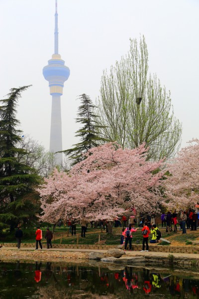 北京玉渊潭公园樱花风景图片(11张)