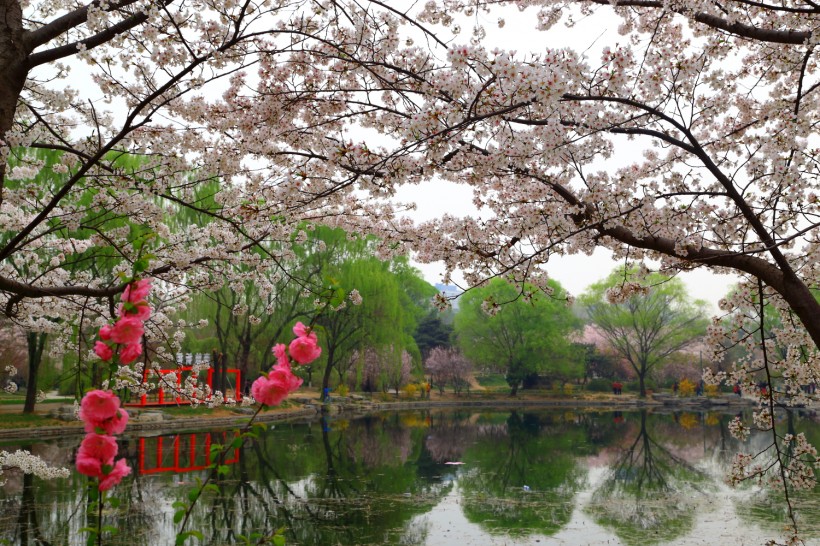 北京玉渊潭公园樱花风景图片(11张)