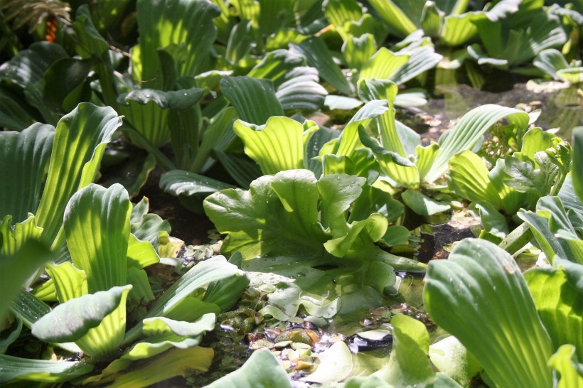 瑞士伯尔尼植物园风景图片(19张)