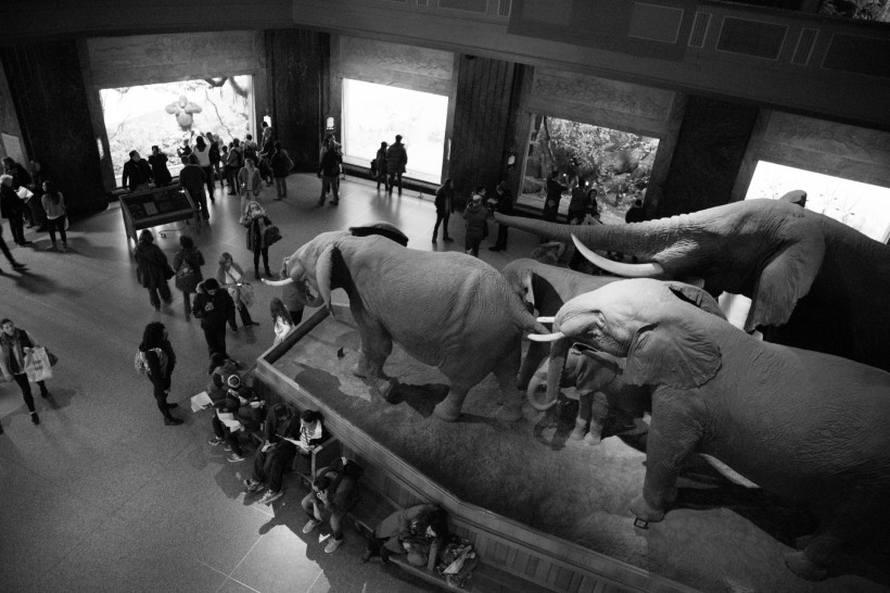 美国自然史博物馆内部图片(10张)
