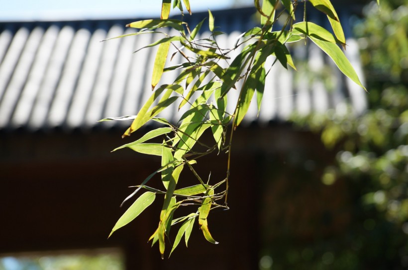 北京紫竹院风景图片(20张)