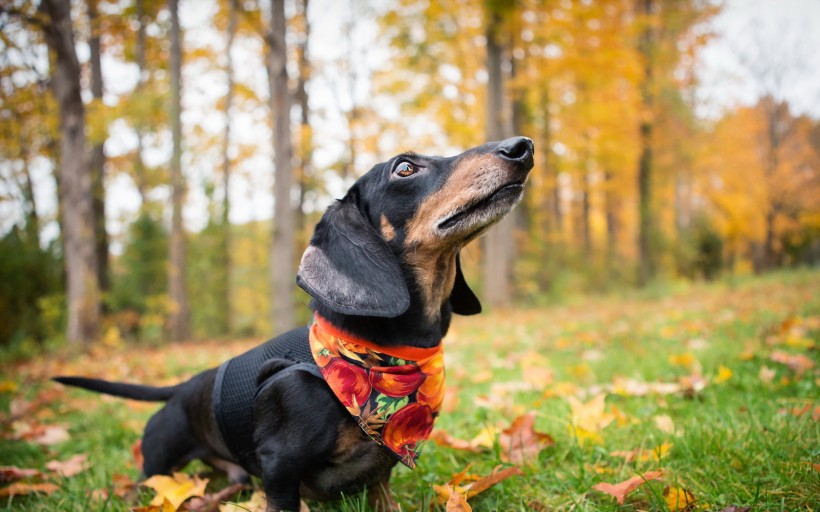 可爱的腊肠犬图片(14张)