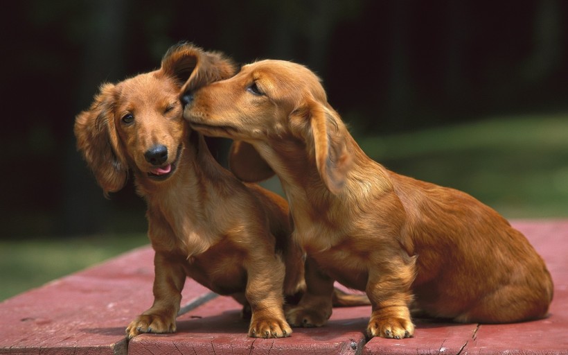 可爱的腊肠犬图片(14张)