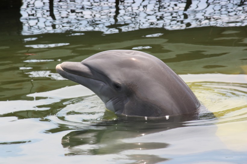活泼可爱的海豚图片 (14张)